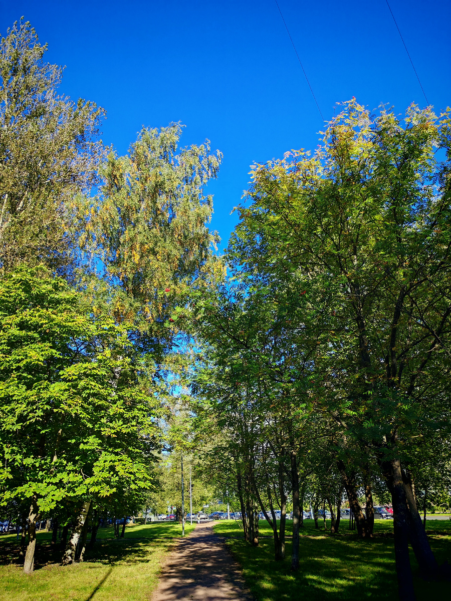 Если бы не жёлтые пряди у берёзы, была бы совсем летняя картинка. Чистый Куинджи.