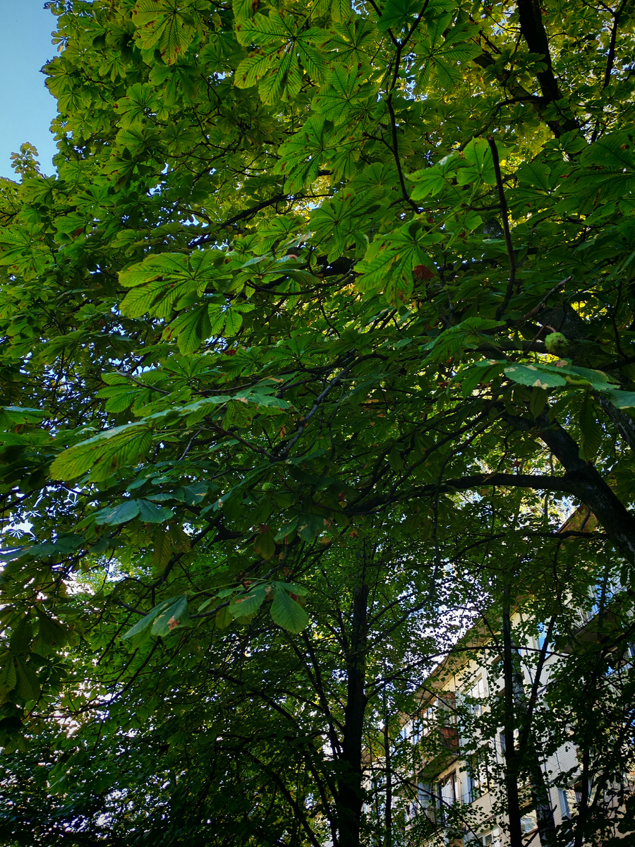 Каштаны ещё зелёные.