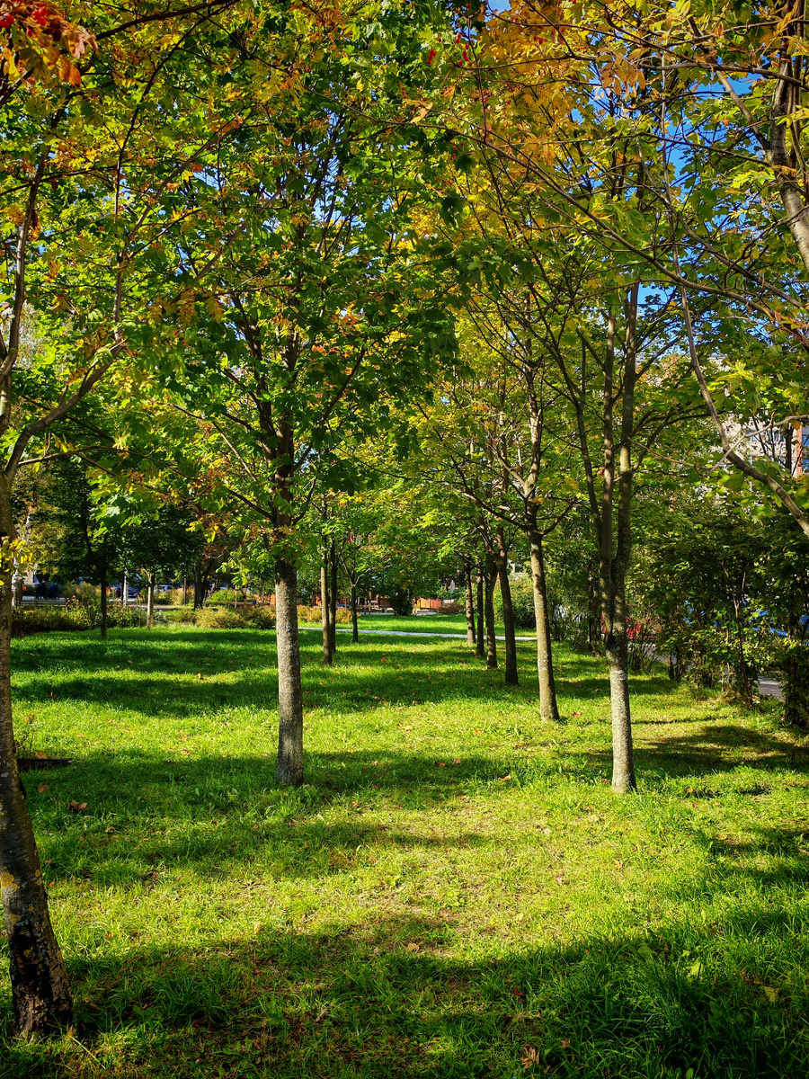 Во дворе дома, где мы гуляем. Это двор обычного многоэтажного дома.