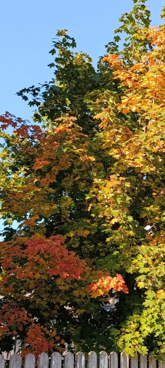 Засентябрились...