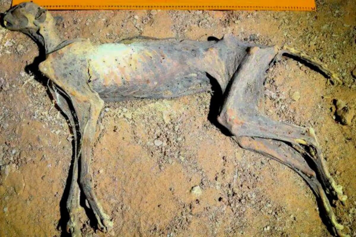 Одна из мумий гепарда, найденная в пещере в Саудовской Аравии / © Ahmed Boug et al. 2025/National Centre for Wildlife, Saudi Arabia📷
