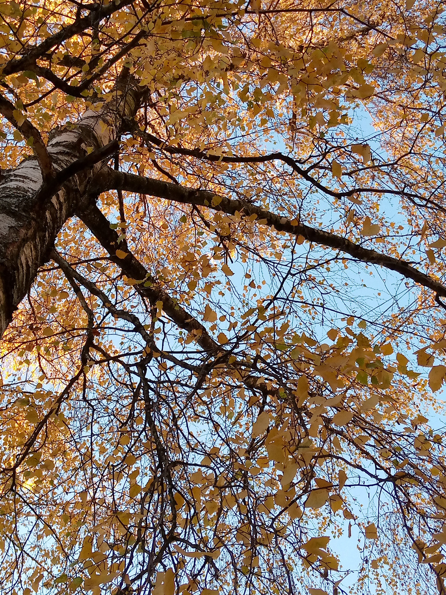 Осень... Фото Алены Селивановой 