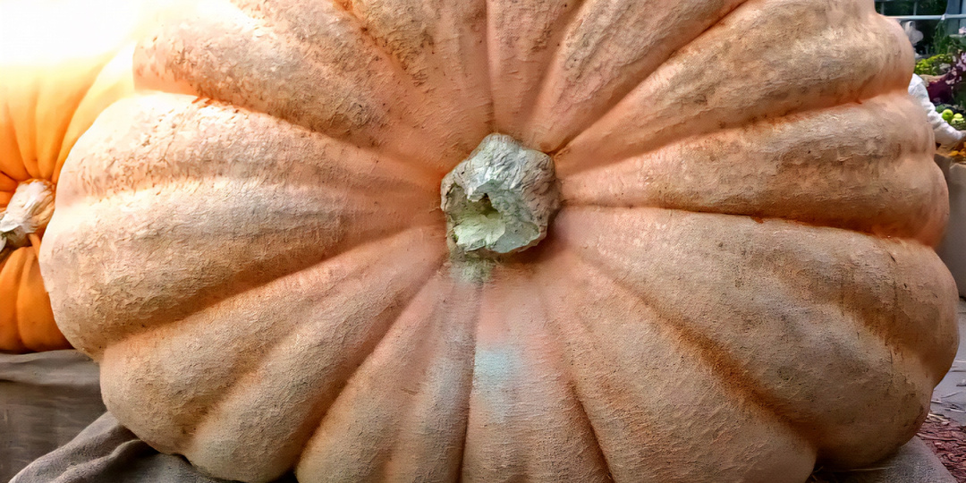 Выставка овощей - гигантов! Аптекарский огород!