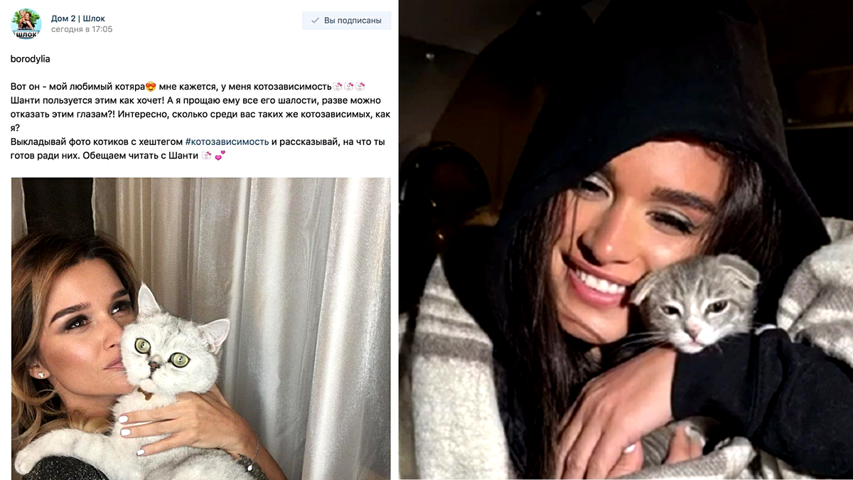 Слева Шанти, справа - котенок с Алтая. Еще фото --->>