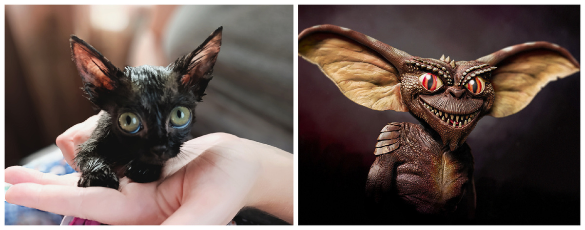 Лысый гремлин. Ну вы понимаете