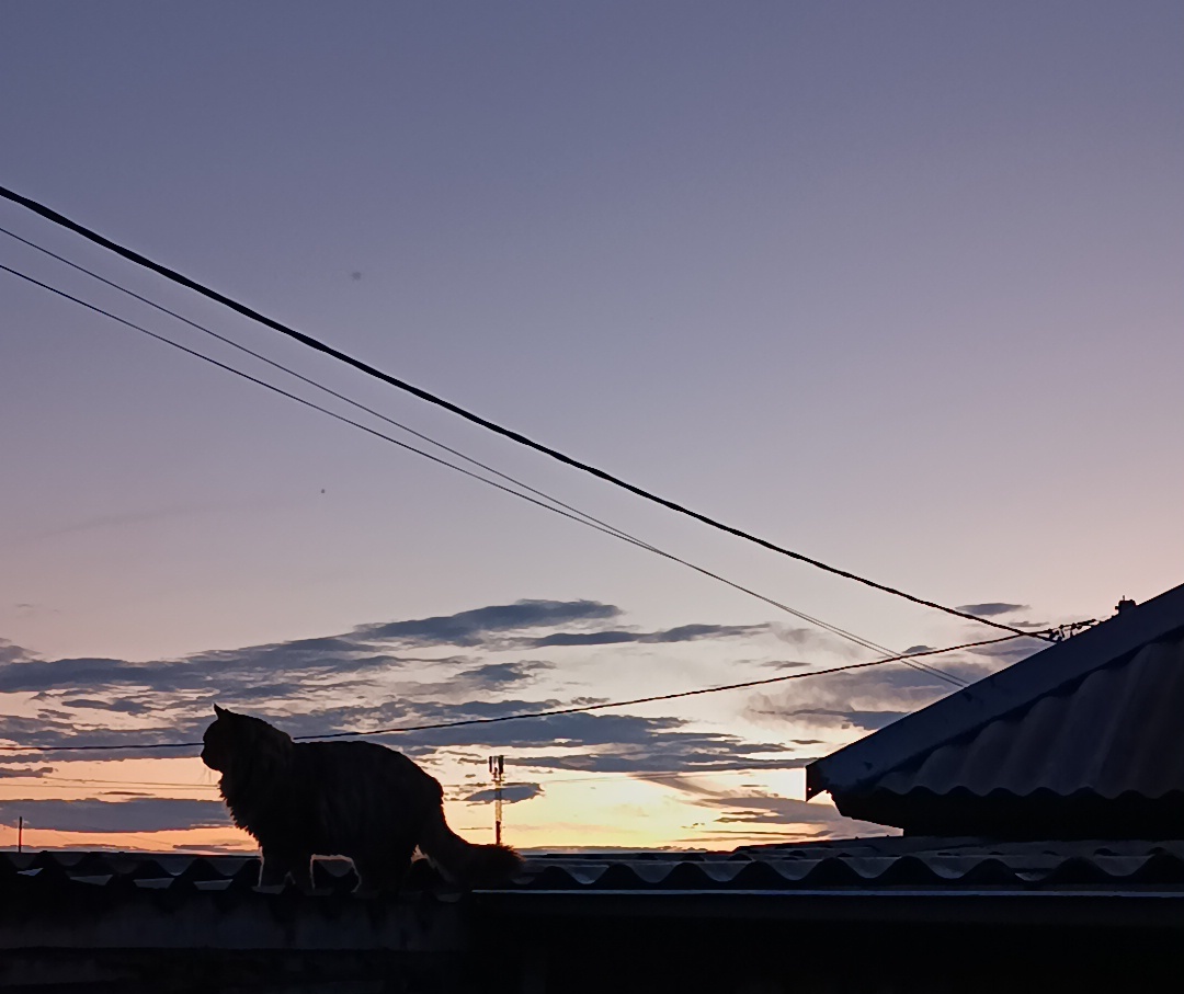 Кот Мася: я уйду и не зови!