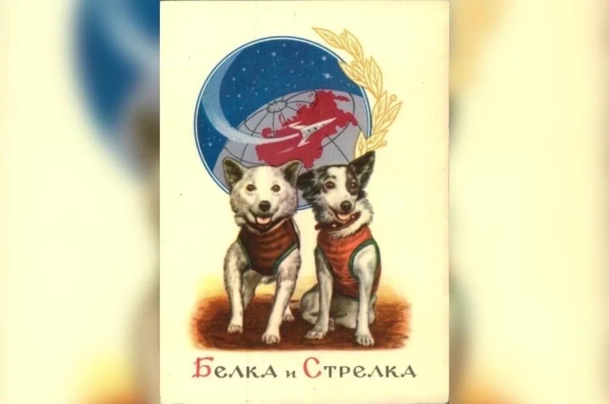    В Петербурге откроется выставка Белки и Стрелки