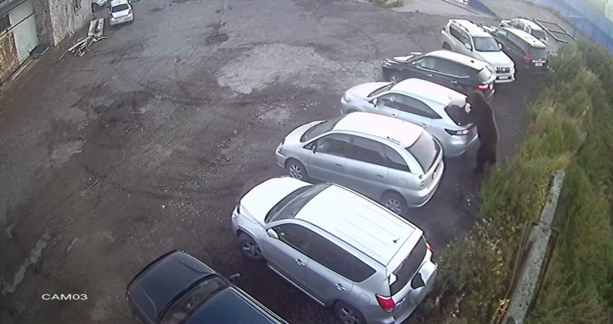     / Кадр из видео камеры видеонаблюдения