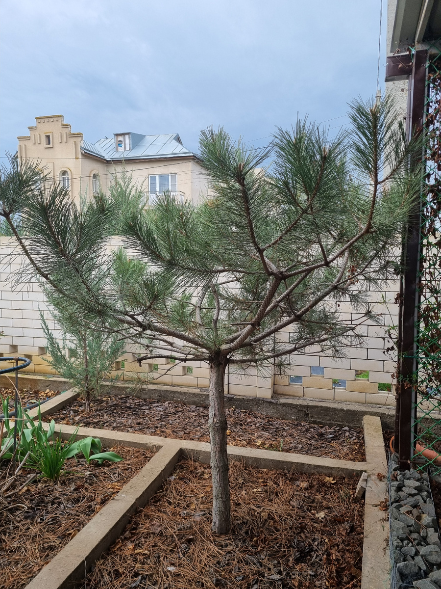 2025 год. Сосна - героиня нашего рассказа. Фото: Зеленая леди, сад, семья и томатный сок