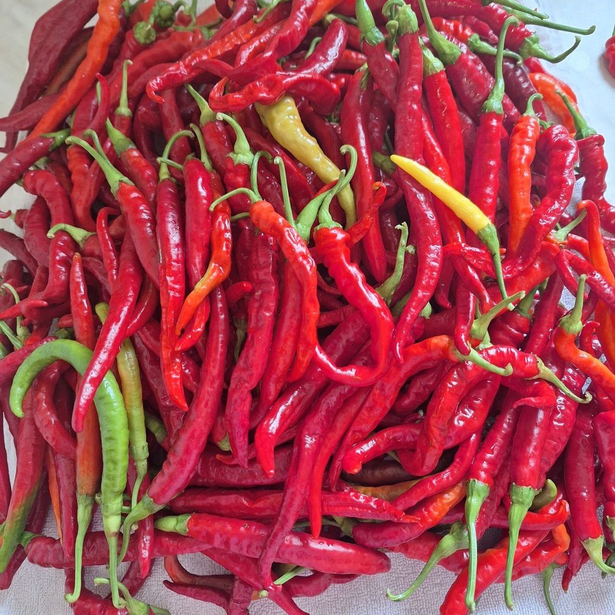 Фото из чата Дачного агронома 