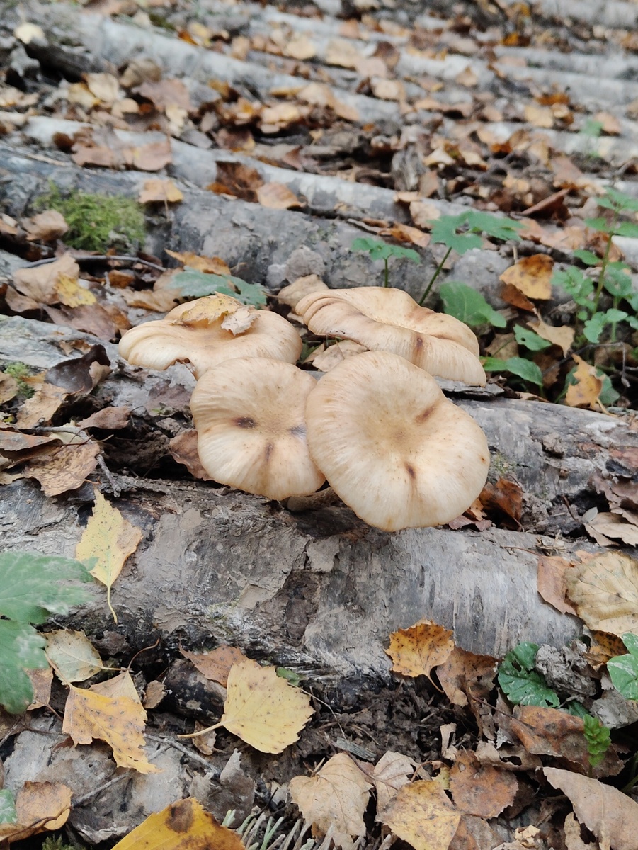 Опята осенние. Фото автора