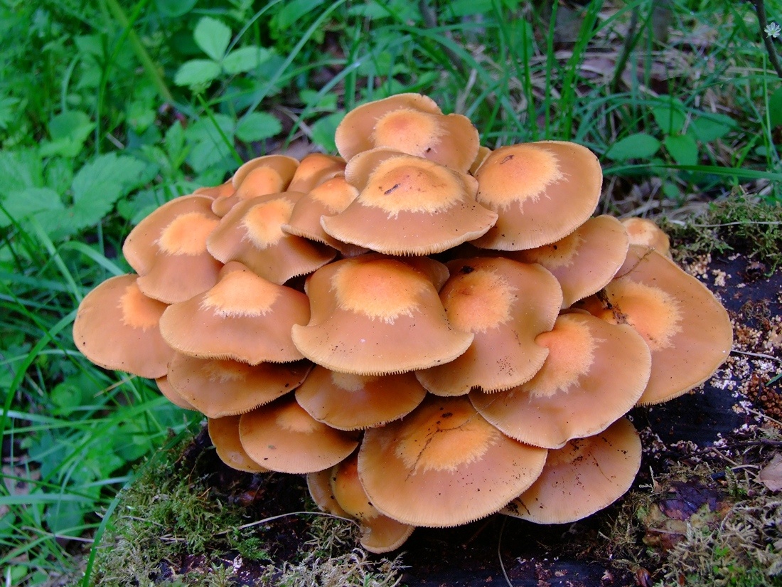 Опята летние. Фото из сети