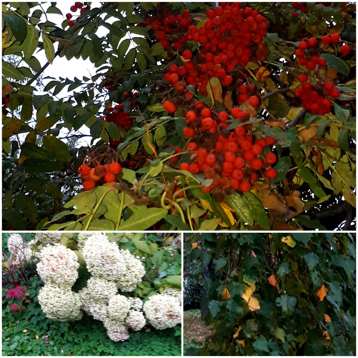 Коллаж автора 25.09.2025г.