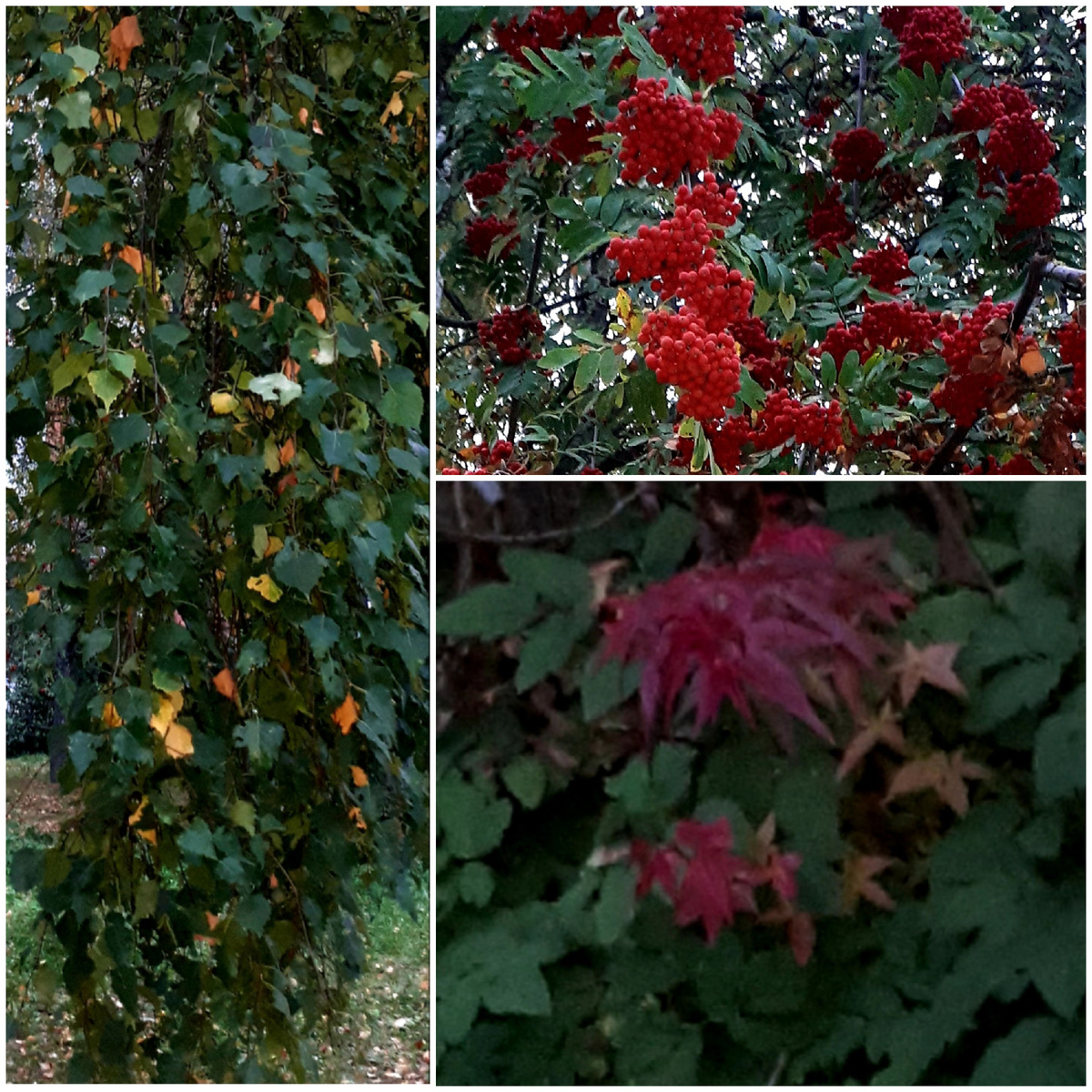 Коллаж автора 25.09.2025г.