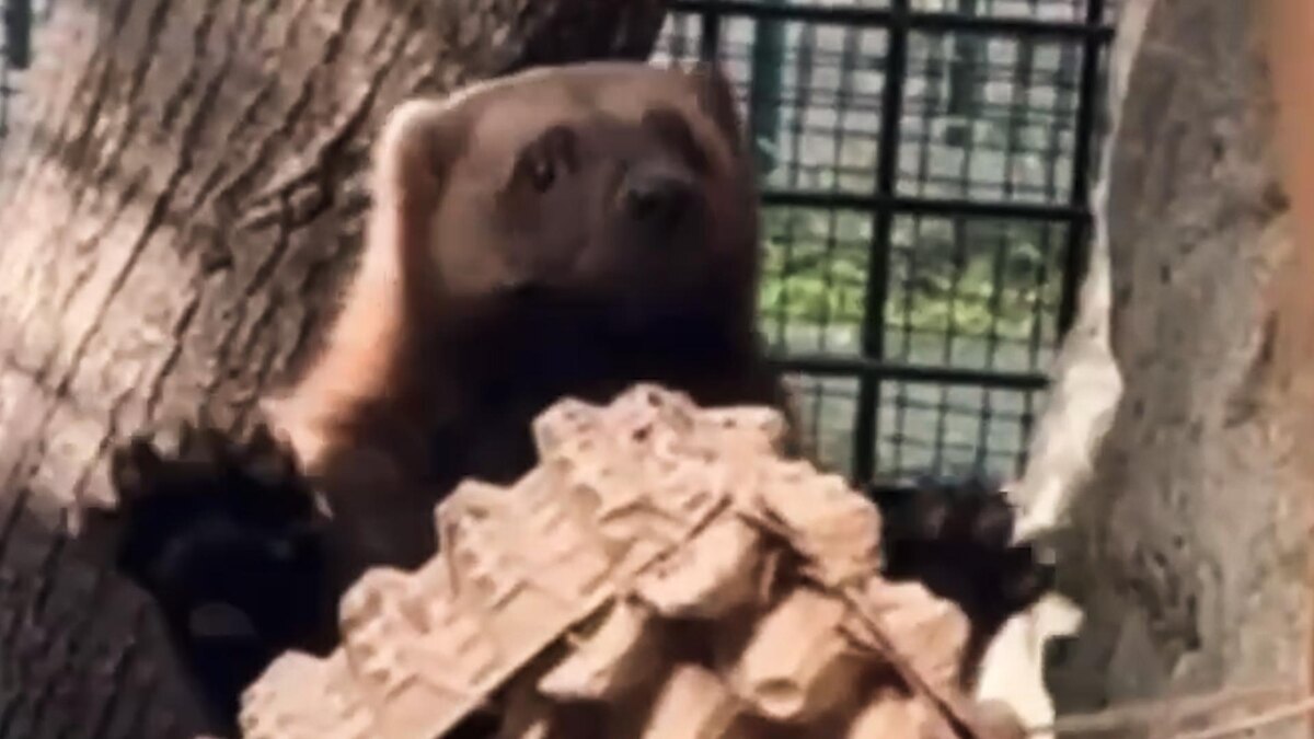    Фото: t.me/lenzoopark