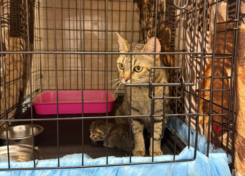     Фото: ветклиника «Доверие»