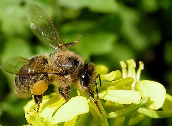 Медоносная пчела 
