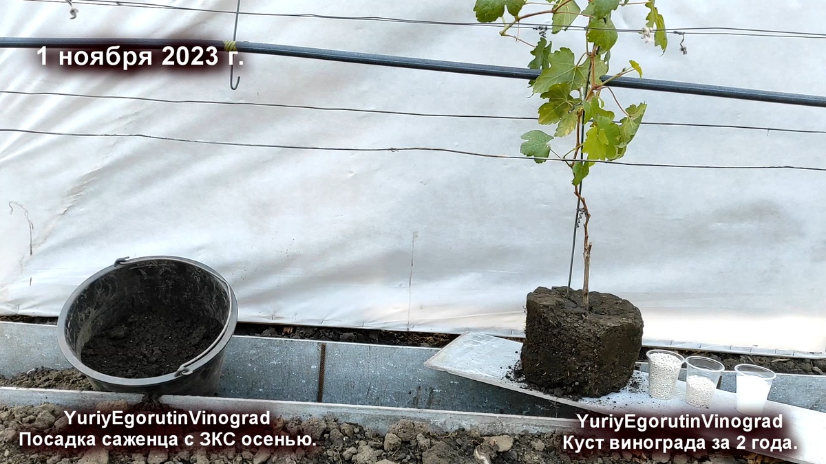 Посадка саженца 1 ноября 2023 года. Саженец с ЗКС.