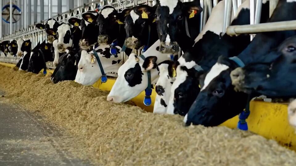 Фото: © Кадр из программы "Наука и техника", РЕН ТВ