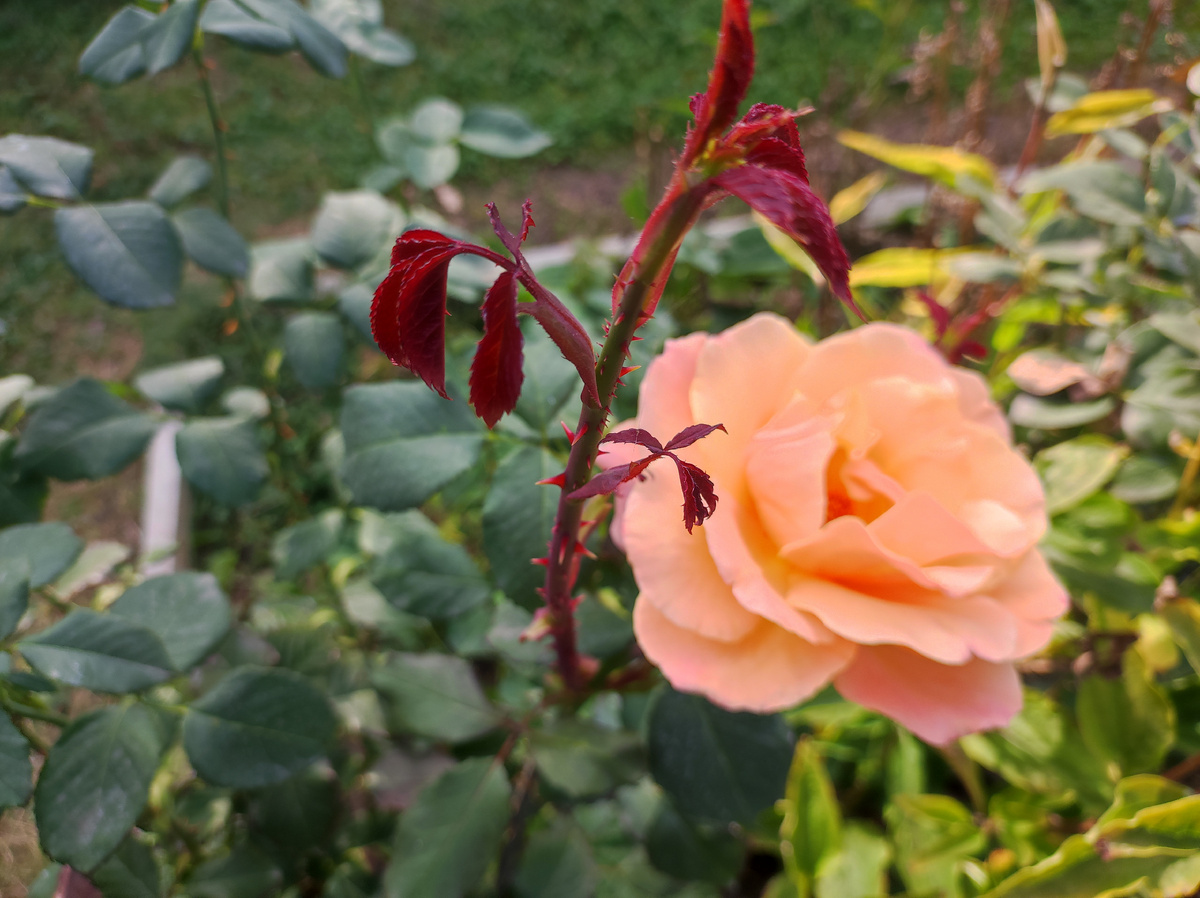 Третье цветение за лето. Фото автора.