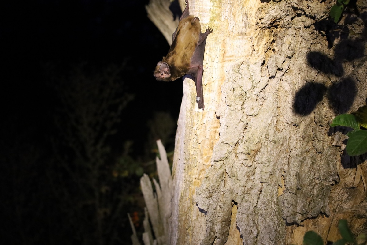 Гигантская вечерница