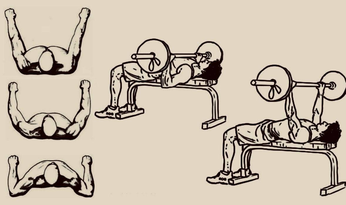 Наглядный пример правильного положения рук по выполнения жима лежа. 
