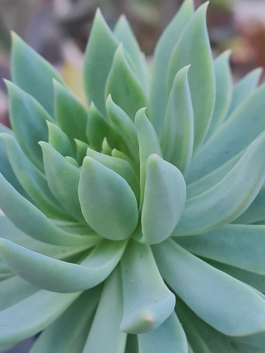 Sedeveria 'Fanfare / Седеверия Фанфар