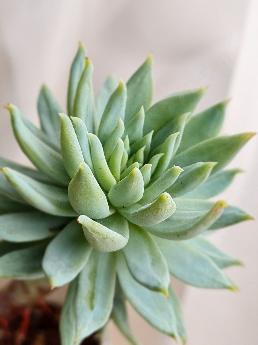 Отпиваемся, наедаемся. Грунт по жирнее, полив регулярный, цвет поменяла.