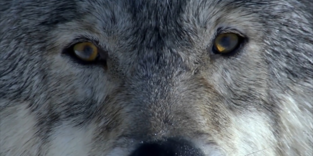 Нападение волков на человека