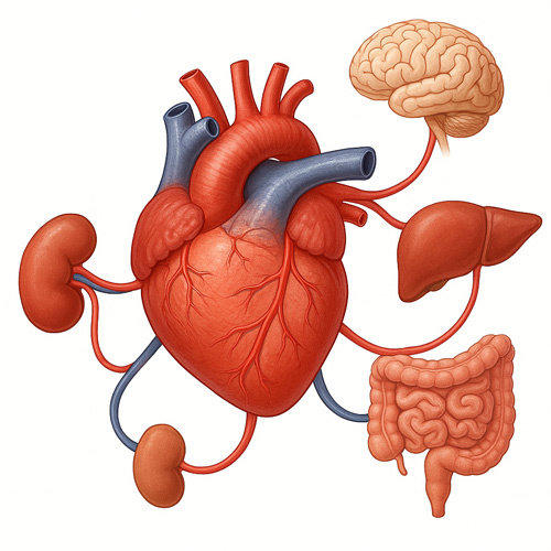 Артерии идут от сердца к органам