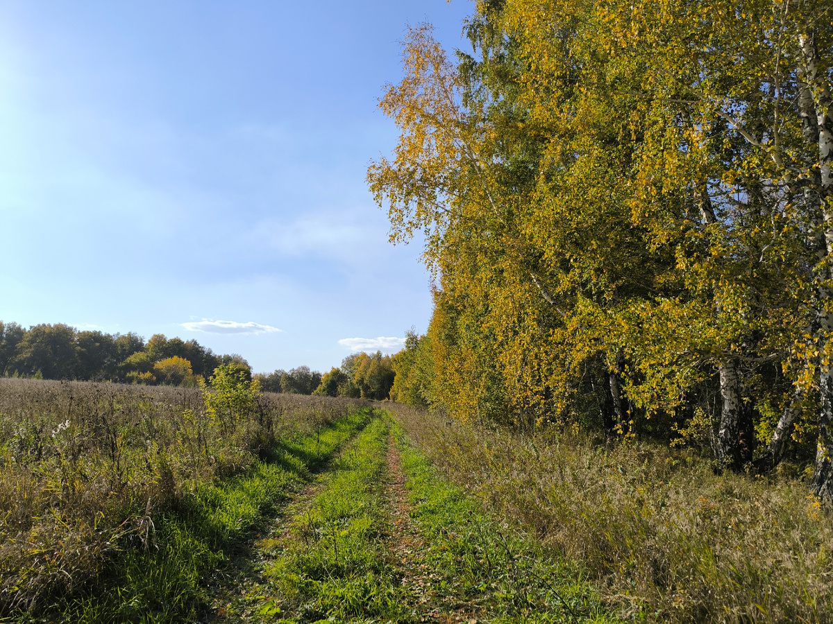 Дорожка у берёз