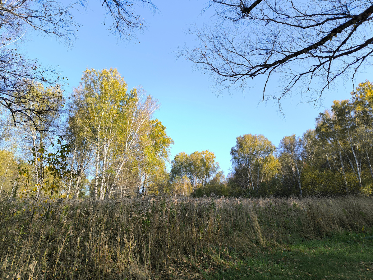 Всё уже пожелтело