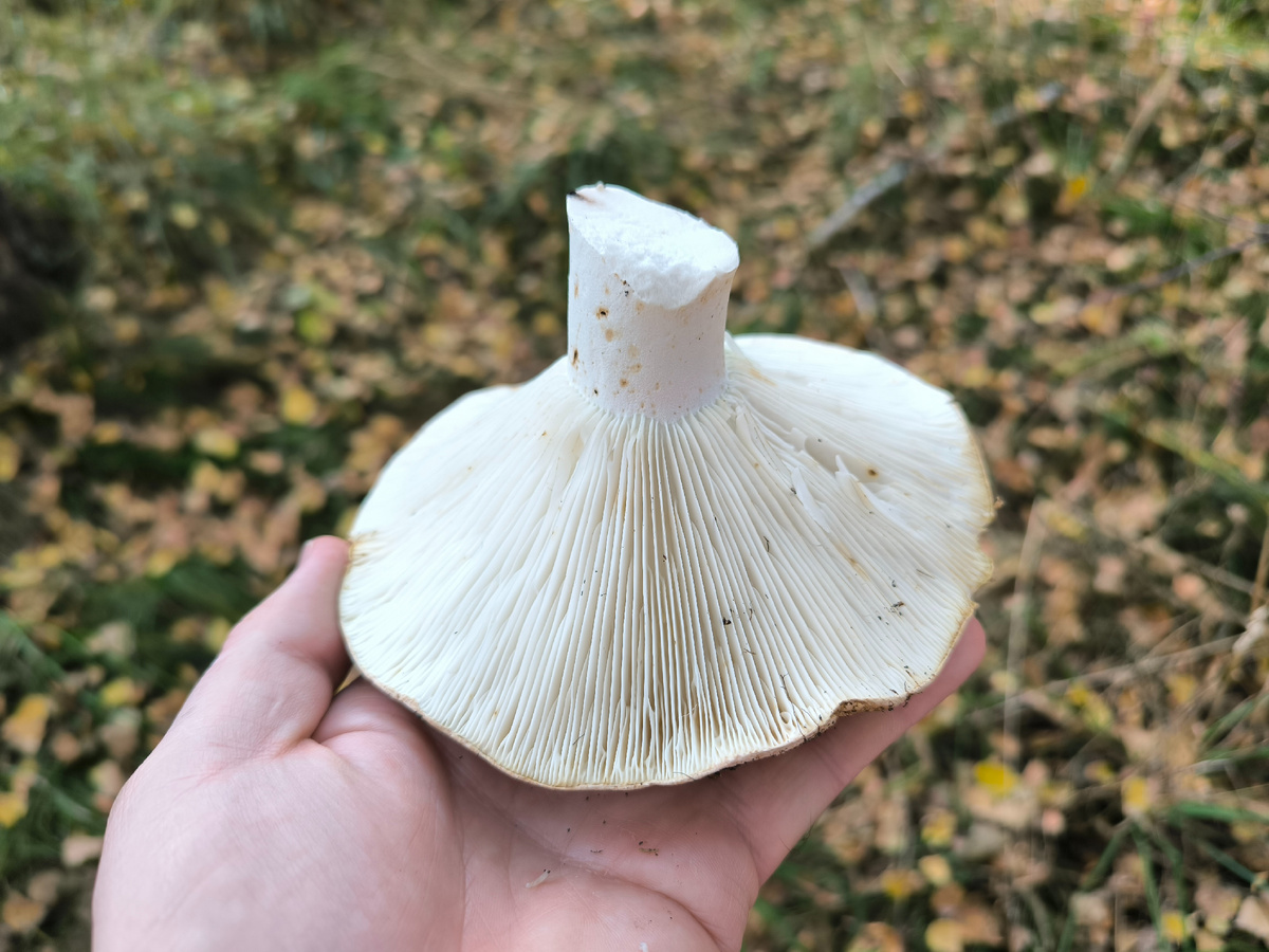 Подгруздок зеленоватопластинчатый. С "голубой каёмочкой"