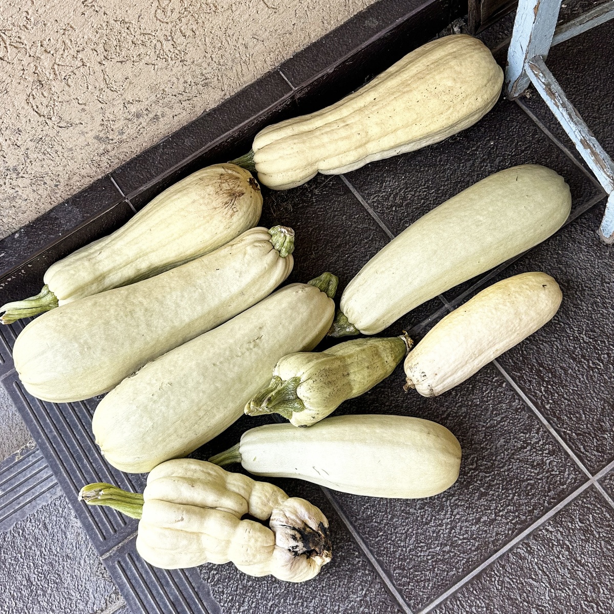 Кабачки-гиганты