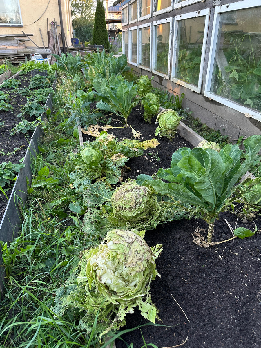 Капусто что-то тоже так себе