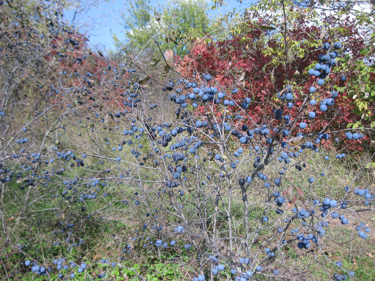 Кусты тёрна, фото автора