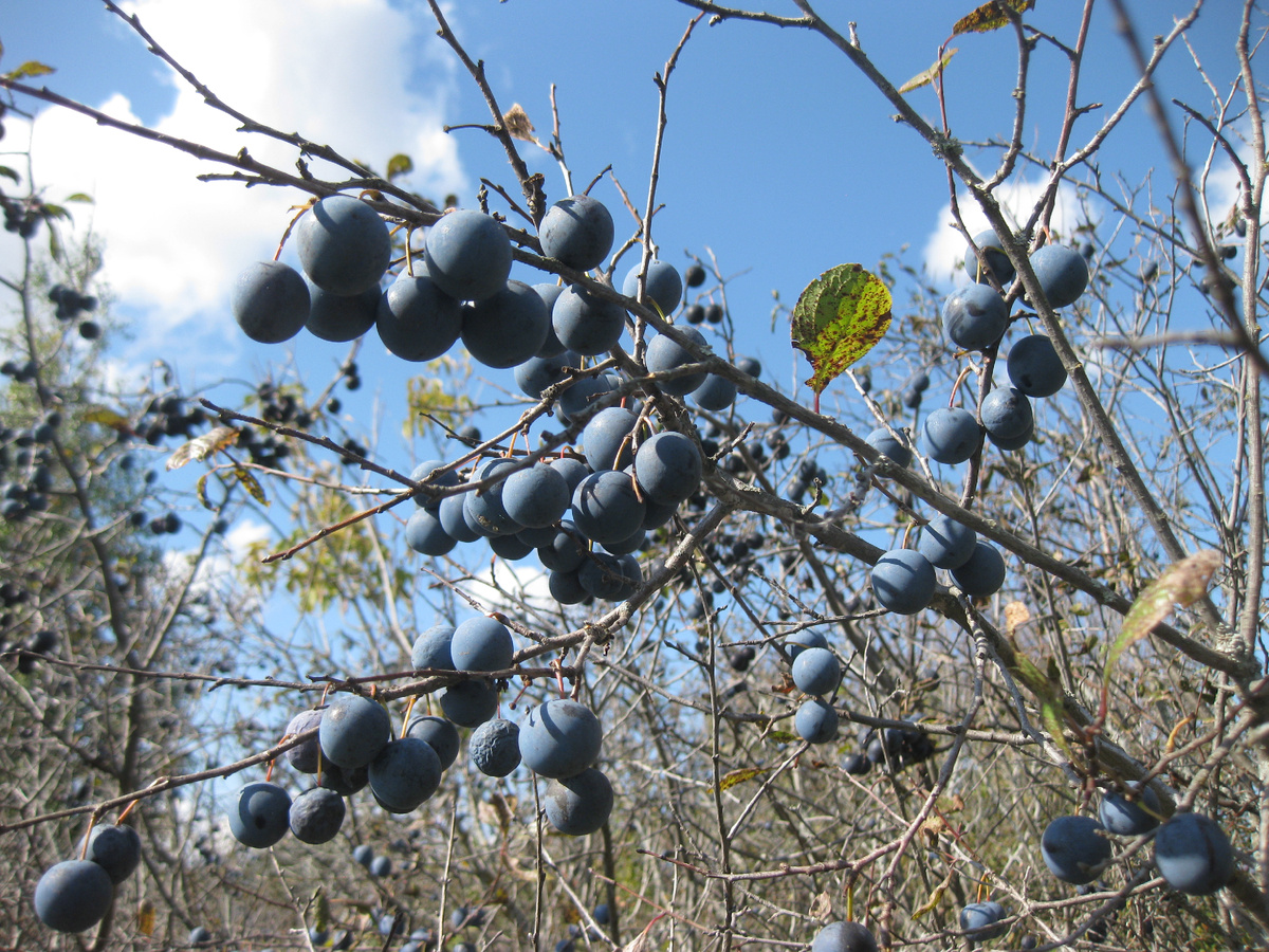 Тёрн, фото автора