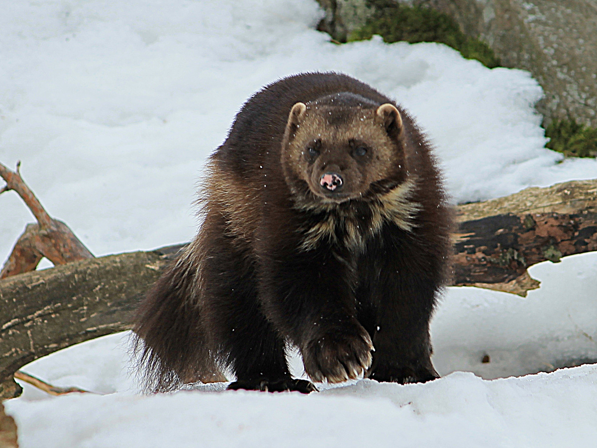 Фотография: Uusijani, CC0