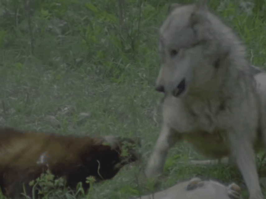 Фрагмент: contentmint