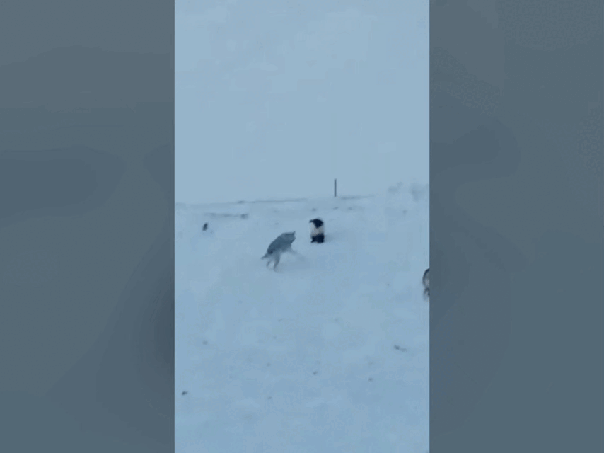 Ловкость и прыть росомахи — на каком-то запредельном для волков уровне. Фрагмент: Hunting with a laika and wolfdog