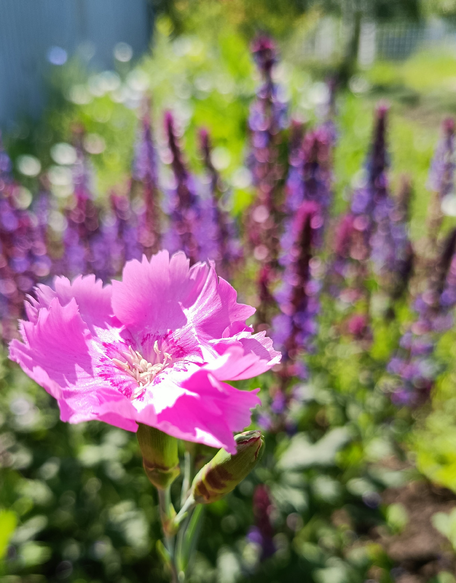 Гвоздика / Шалфей