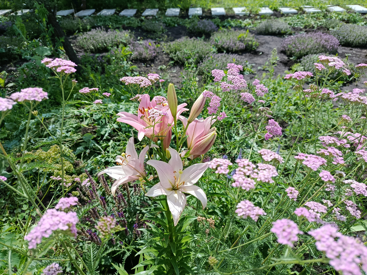 Лилия / Тысячелистник