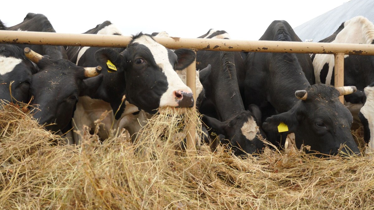    Фото: Юлия Чудинова/«Ямал-Медиа»