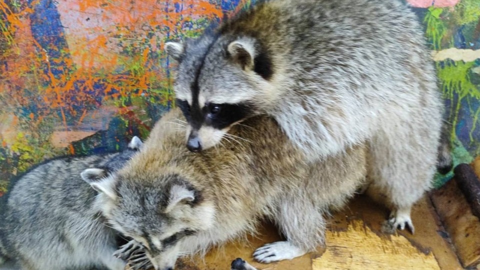 «Животных там бьют»: в новосибирском кафе за год умерли три енота