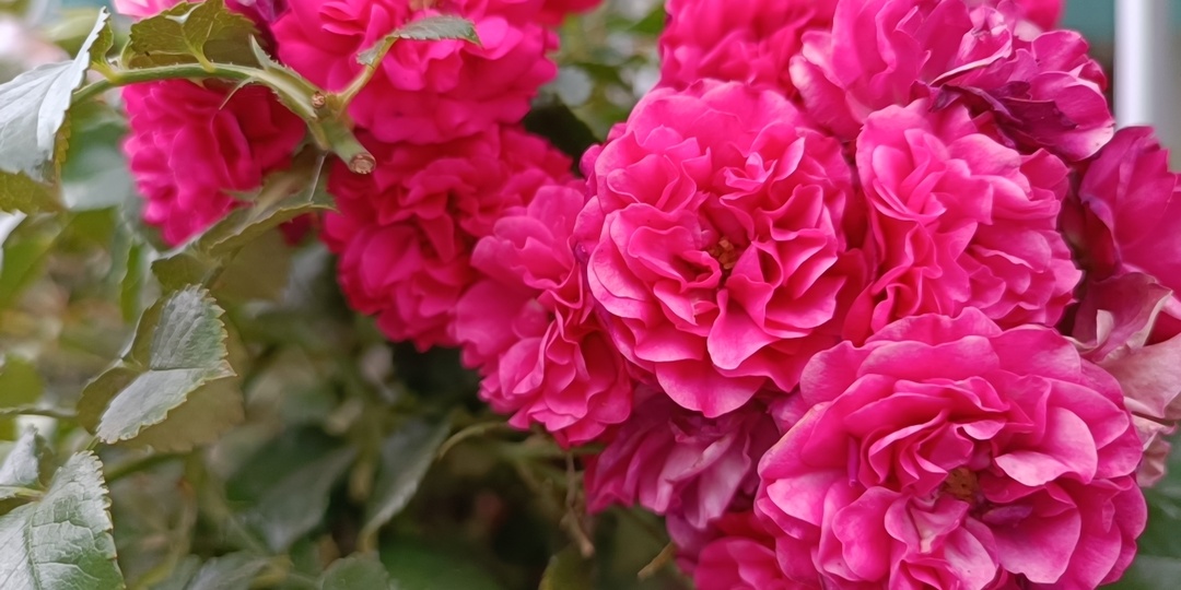 Что делать, если розы зацвели в конце сентября: пошаговое руководство подготовки к зиме