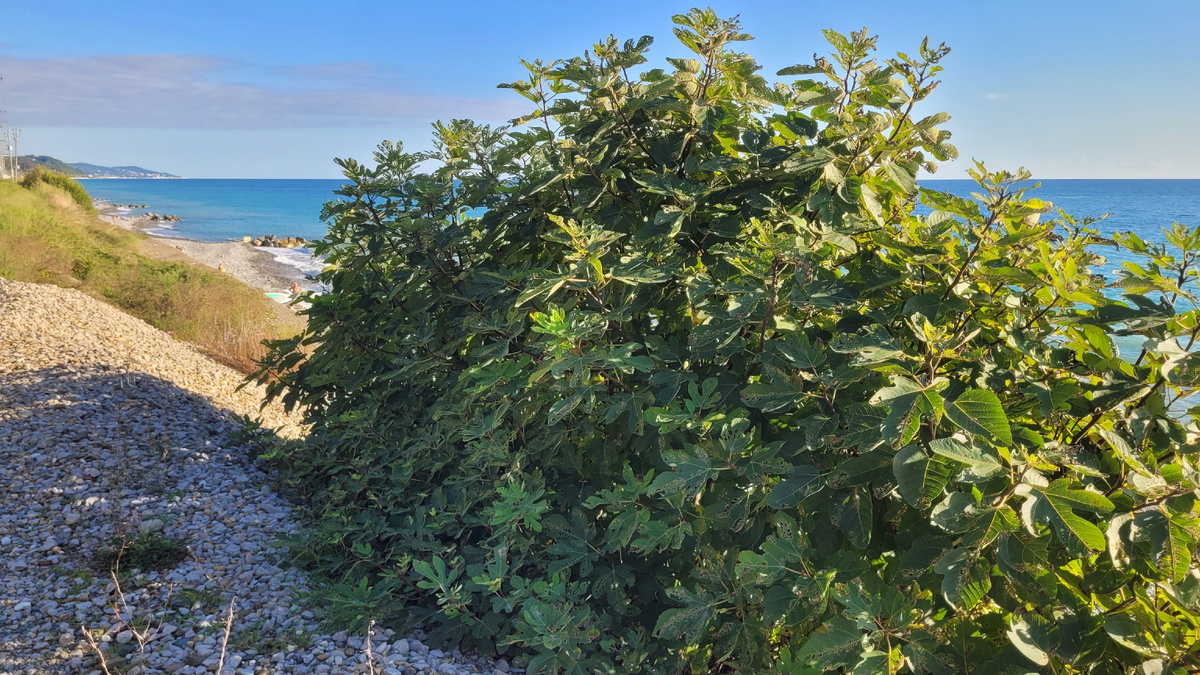 Инжир сам вырос на железнодорожной насыпи возле берега