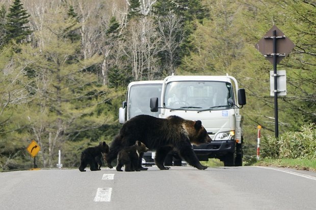   Медведица с медвежатами переходят дорогу в провинции Хоккайдо в мае 2025 года. Фото: Kyodo / Legion-media.com