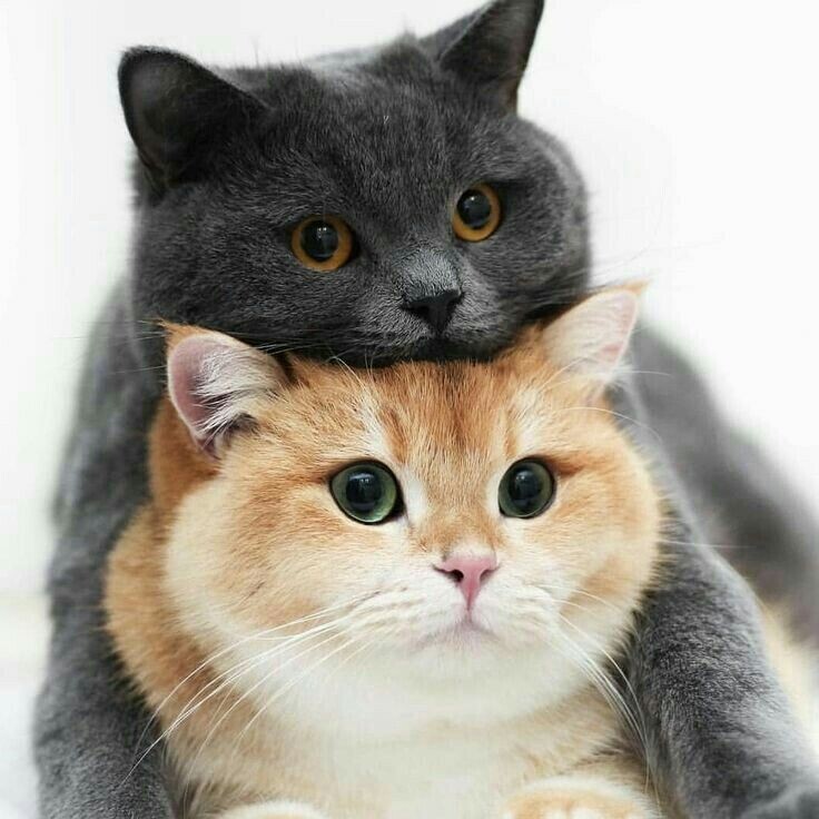 - Стыд-то какой, Барсик!