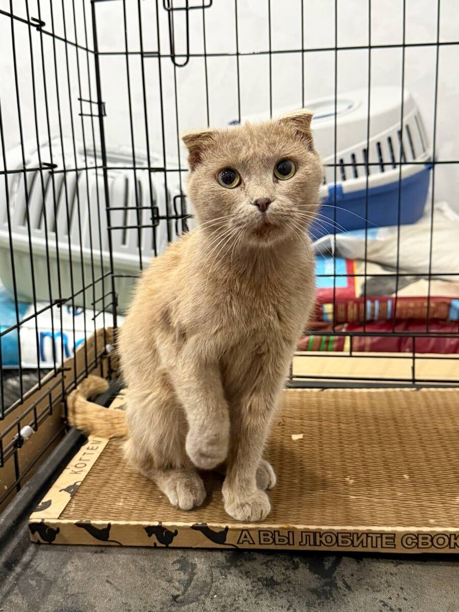 Щеки больше, чем вся кошка. Ее кормить и кормить! Фото из архива автора