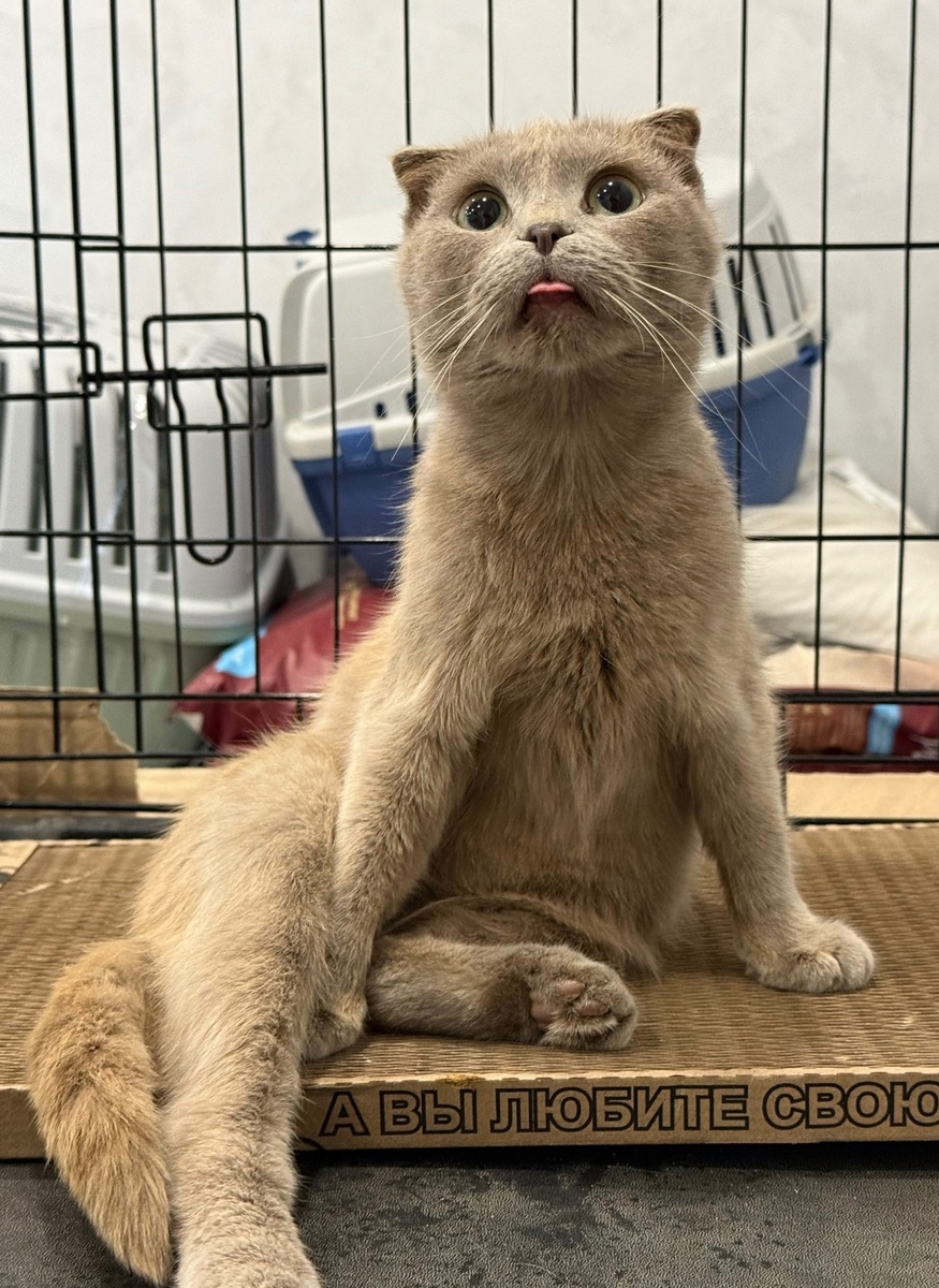 Очень забавная и совершенно не заносчивая кошка. Фото из архива автора